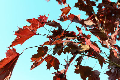 Low angle view of autumnal tree against sky