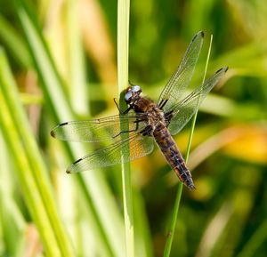 Close-up of dragonfly