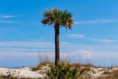 Palm tree against sky