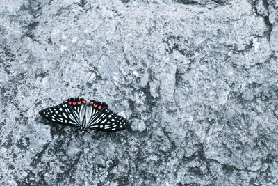 Directly above shot of butterfly on rock