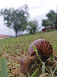 Close-up of snail on leaf