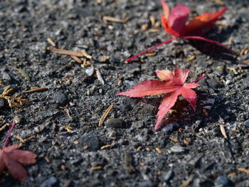 High angle view of maple leaves on field