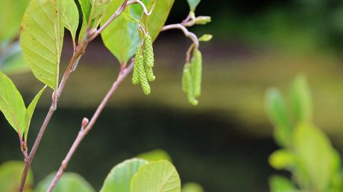 Close-up of fresh green plant