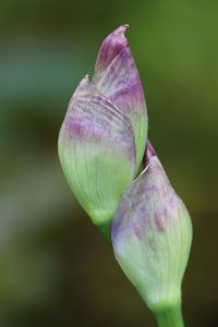 Close-up of pink flower buds