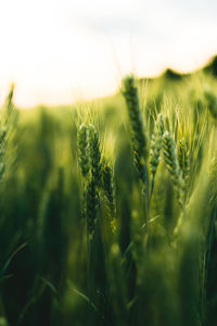 Close-up of wheat growing on field