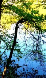 Low angle view of trees in forest against sky