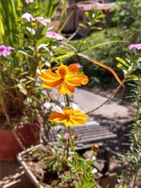 Close-up of yellow flowering plant