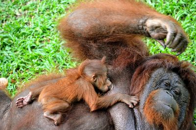 Monkeys lying on grass