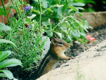 Squirrel on a field