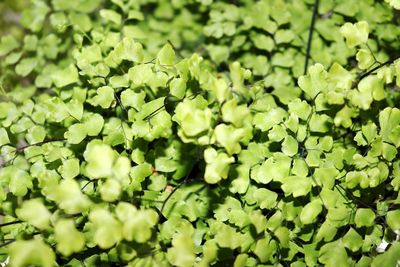 Full frame shot of fresh green leaves