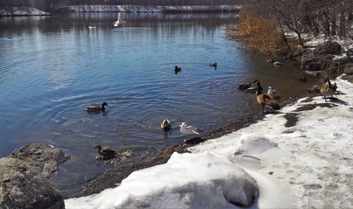 High angle view of birds swimming on lake during winter