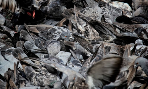 Full frame shot of dried leaves