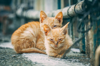 Portrait of a cat