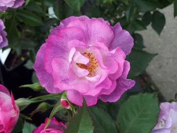 Close-up of pink rose