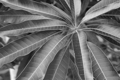 Close-up of leaves