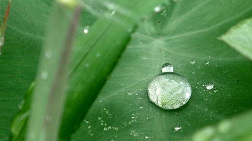 Close-up of water drops on leaf