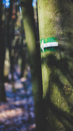 Close-up of tree trunk by wall in forest