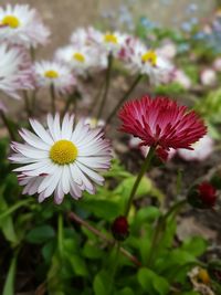 Close-up of flowers