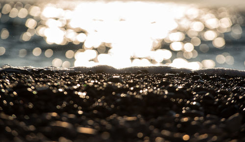 Close-up of wet plants against sky during sunset