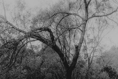 Low angle view of bare trees against sky