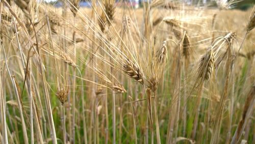 Close-up of stalks in field