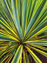 Close-up of palm leaf