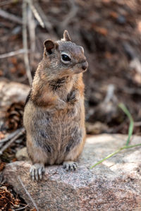 Close-up of meerkat on field