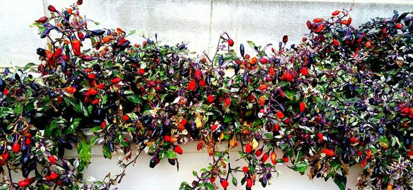 Low angle view of red flowers