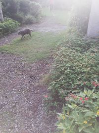 View of dog on footpath