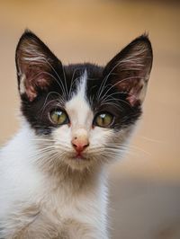 Close-up portrait of cute curios cat