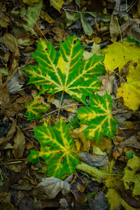 High angle view of leaves on field