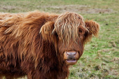 Scottish alpine