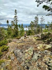 View of a boy in the forest