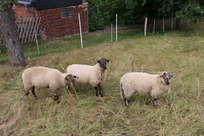 Sheep grazing on field