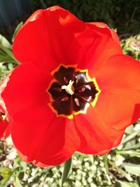 Close-up of red poppy blooming on field