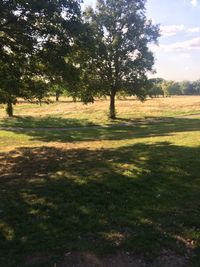 Trees on field against sky