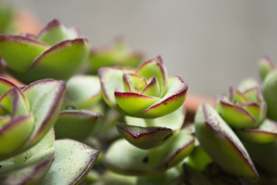 Succulent plant with rose shaped ramifications. green an red color