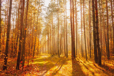 Pine trees in forest during autumn