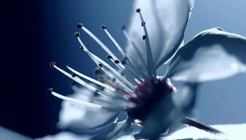 Close-up of flowers