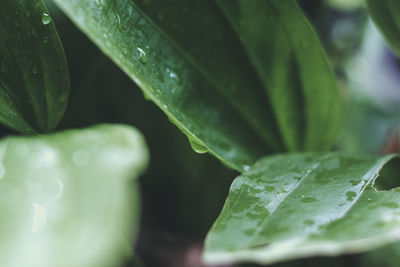 Close-up of water drops on leaves