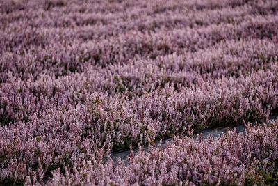 Full frame shot of flowering plants on field