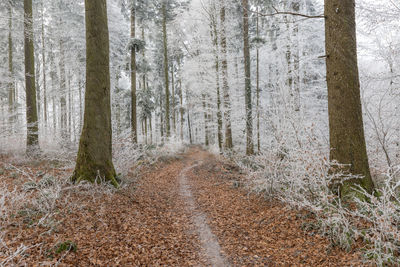 Trees in forest