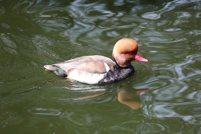 High angle view of duck swimming in lake