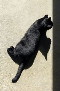 High angle view of black cat