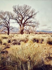 Bare tree on field against sky