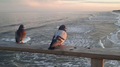 View of birds on beach