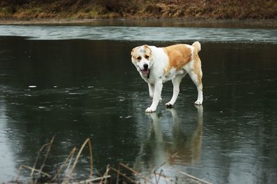 Dog running in lake