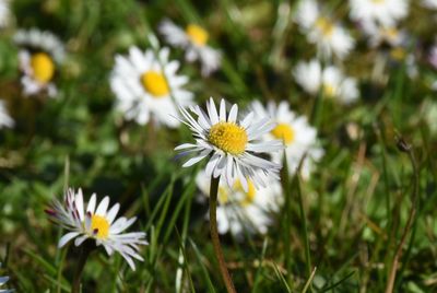 Close-up of daisy flowers blooming in field