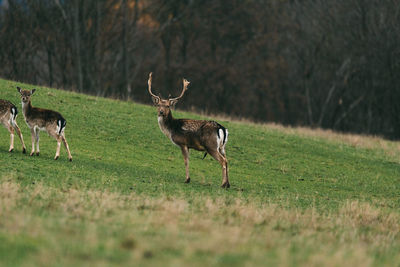 Deer on grassy field