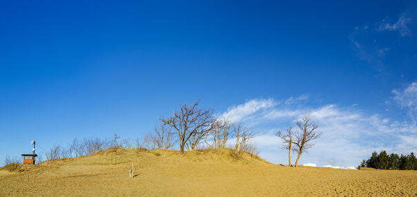 Trees on field against blue sky